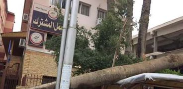 أشجار ضخمة تساقطت بالقرب من مدرسة بنت الشاطيء بدمياط