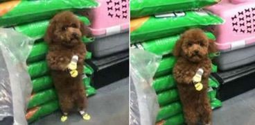 شاهد عقوبة كلب تبول على منتجات أحد المحال التجارية