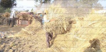 مزارع يجمع «القش» بعد استخلاص الأرز من المحصول
