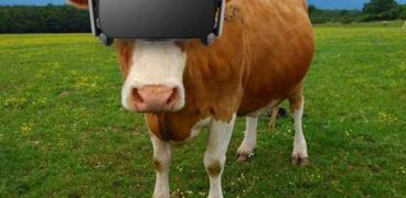 استعمال نظارات VR مع الأبقار لإدرار الحليب