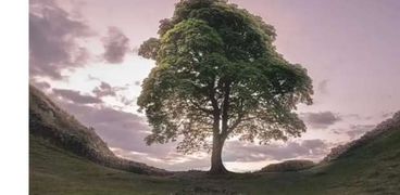 شجرة سيكامور غاب ببريطانيا