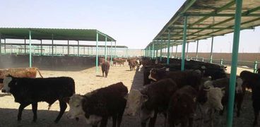 وزير الزراعة يتفقد مزرعة " مصر الخير "
