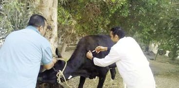 جهود كبيرة يبذلها الأطباء البيطريون فى ملف التفتيش والوقاية والعلاج للحيوانات