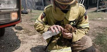 رجل إطفاء ينقذ كلب صغير من حريق كوينزلاند