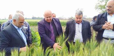 الزراعة تطمئن على الحالة المرضية لمحصول القمح بمحافظة الشرقية