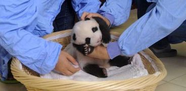 تاي شان.. مولودة الباندا الجديدة