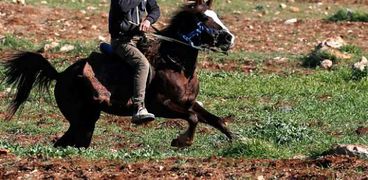 فلسطينى يهرب بحصان فى مواجهات مع جيش الاحتلال