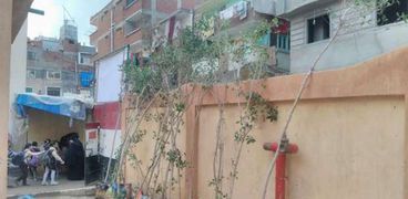 زراعة ٢٠ شجرة موالح مثمرة بمدرسة "عزبة الصيادين" وسط الإسكندرية