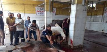 الأورمان توزع 25عجلاً و45طناً من اللحوم على 190جمعية فى كفر الشيخ