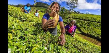 سيدة تحصد الشاي في سريلانكا