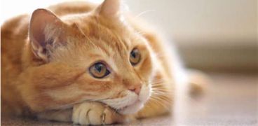 دراسة: القطط قد تساعدك لبدء عملك الخاص