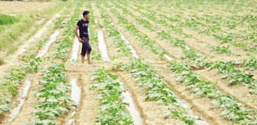الدولة تعمل على استنباط محاصيل زراعية تتكيف مع تغيرات المناخ