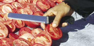 حرب الطماطم الإسبانية- صورة تعبيرية