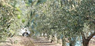 أشجار الزيتون تزرع بكثافة في مطروح