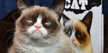 وفاة "القط الغاضب" بطل السوشيال ميديا بسبب مشكلة صحية