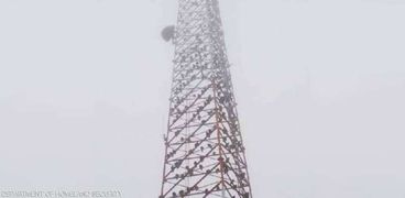 مئات النسور أعلى برج تابع لسلطات حماية الحدود