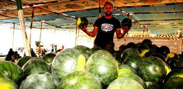 تقرير الزراعة  الرسمي عن أزمة البطيخ : لا تلوث ولا بيكتريا