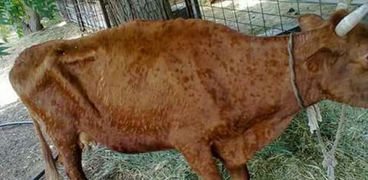 بدء حملة تحصين الماشية ضد الجلد العقدي في دمياط