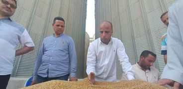 توريد القمح 2023 في صوامع الفيوم