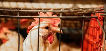 تضم 5 آلاف مزرعة.. الفيوم بلد الكتاكيت تنتج 100 مليون دجاجة سنويًا