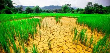 تأثير التغيرات المناخية على قطاع الزراعة