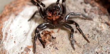 بالفيديو| طبيب يعثر على عنكبوت داخل أذن سيدة بفيتنام