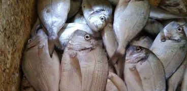 تجدد أزمة نفوق الأسماك في دمياط والثروة السمكية تم أخذ عينات لتحليلها