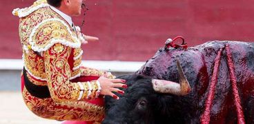اصابة مصارع الثيران الإسباني "جونزالو" بجروح خطيرة