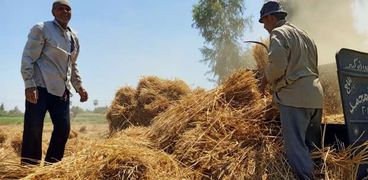 حصاد محصول القمح بكفر الشيخ