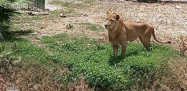 الأسد في حديقة الحيوان بالاسكندرية