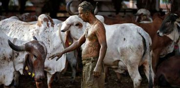مواطن هندي في أحد ملاجيء البقر