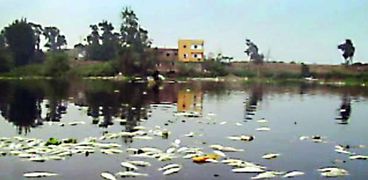 انتشار الأسماك النافقة بمياه النيل