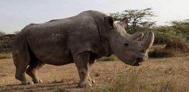 سودان آخر ذكر وحيد قرن أبيض في العالم