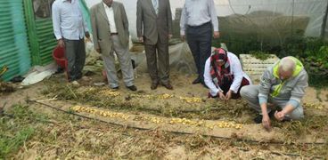نائب رئيس جامعة مدينة السادات:نجاح إنتاج تقاوى البطاطس بإستخدام تقنيات زراعة الأنسجة النباتية