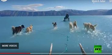 كلاب الزلاجات تجر عربة فى جرين لاند