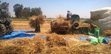 مزارعون أثناء حصاد محصول القمح
