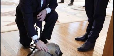 بوتن والكلاب
