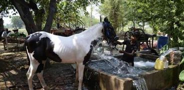 طفل هندي يبرد الأحصنة بالمياه