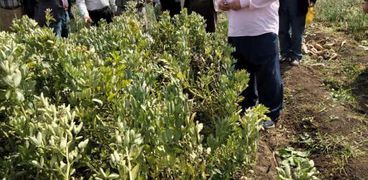 السعودية تطلب من مصر شهادة خلو الصادارات الزراعية من المبيدات