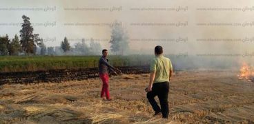 عمليات حرق قش الأرز-