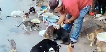 «عاطف» يطعم حيوانات الشارع