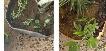 زراعة نبات البانجو بفناء مدرسة