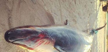 نفوق الحوت القاتل على أحد شواطئ الغردقة