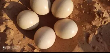 بيض النعام