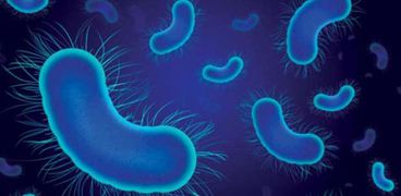 بكتيريا الأمعاء - صورة تعبيرية