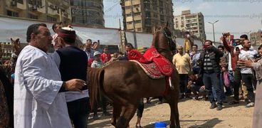 إحتفالية بالخيول العربية لدعم التعديلات الدستورية