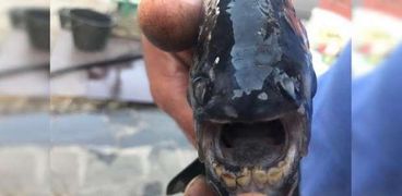 العثور على سمكة مرعبة بـ "أسنان بشرية" في روسيا