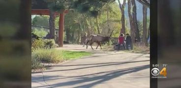 لقطة من فيديو هجوم حيوان الأيل على امرأة بحديقة "إيستس" بولاية كولورادو الأمريكية