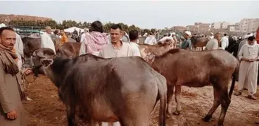 سعر كيلو العجول البقري قائم اليوم