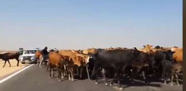 قطيع ماشية خلال سيره بالطريق الصحراوي الغربي